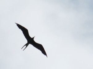 Frigate Bird