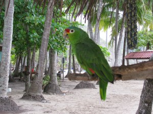 Just a normal wild bird in paradise.  We had some of these at the hotel.