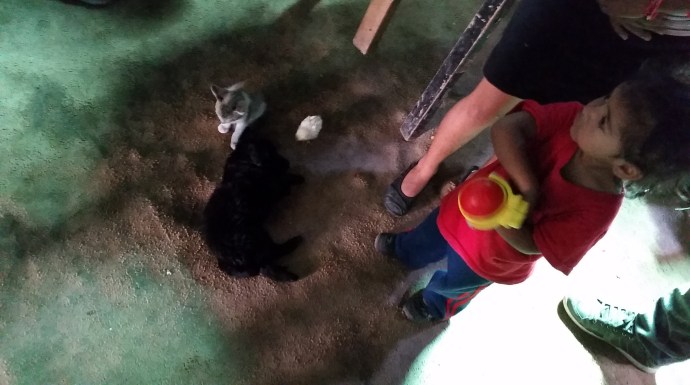 Kitten, puppy, chick, and a child. A cuter sight does not exist.